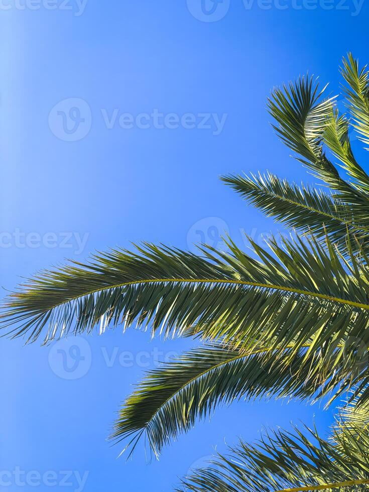 A palm tree with blue sky, bottom view photo