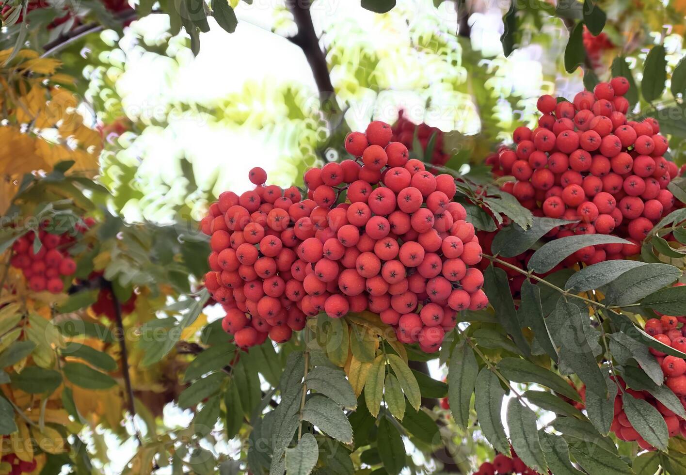 A bunch of red rowan berries on a tree photo
