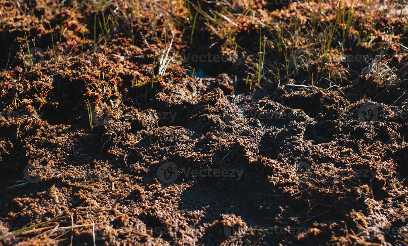A close up of dirt on a swamp photo