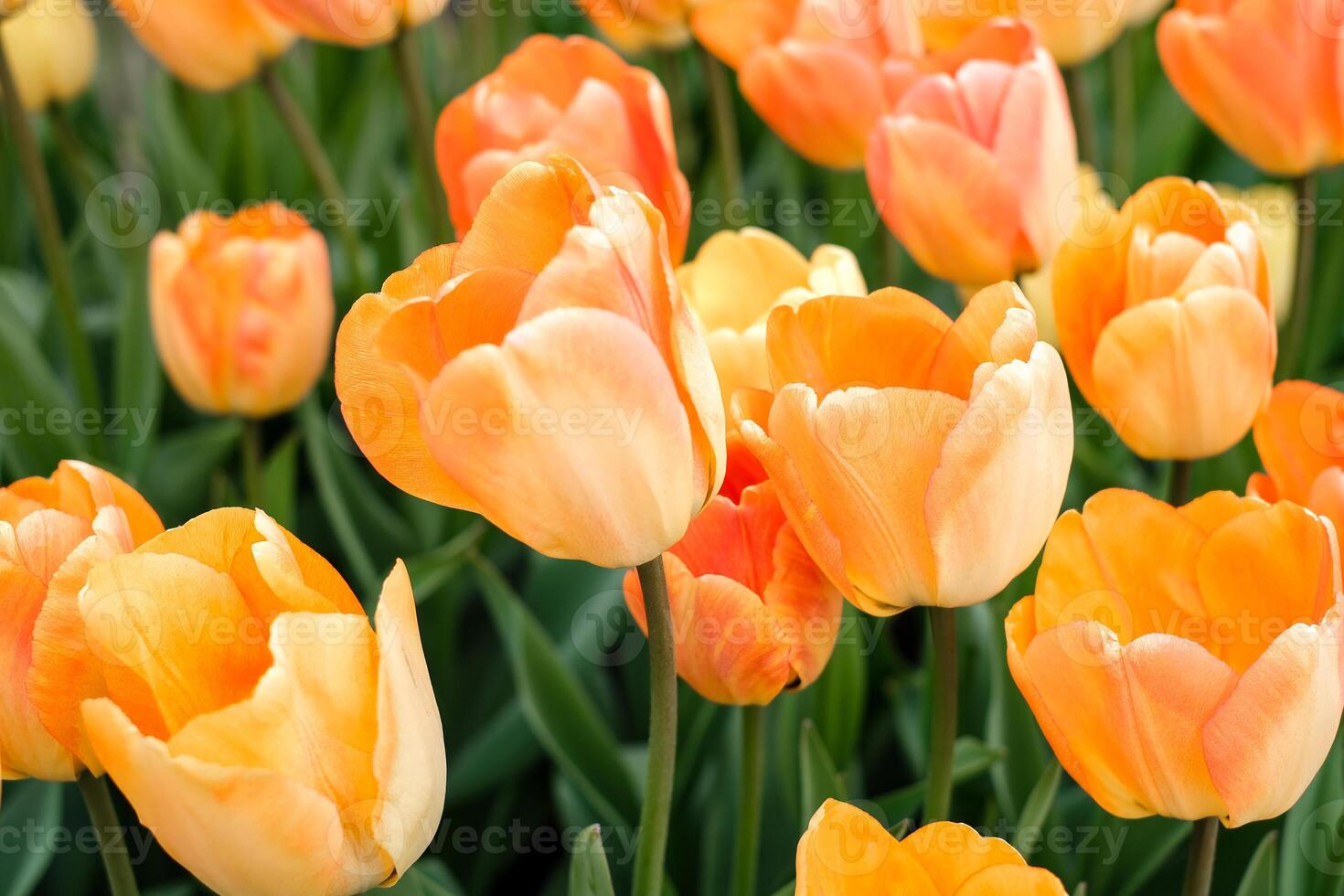 Close-up of a cluster of bright orange tulips in full bloom photo