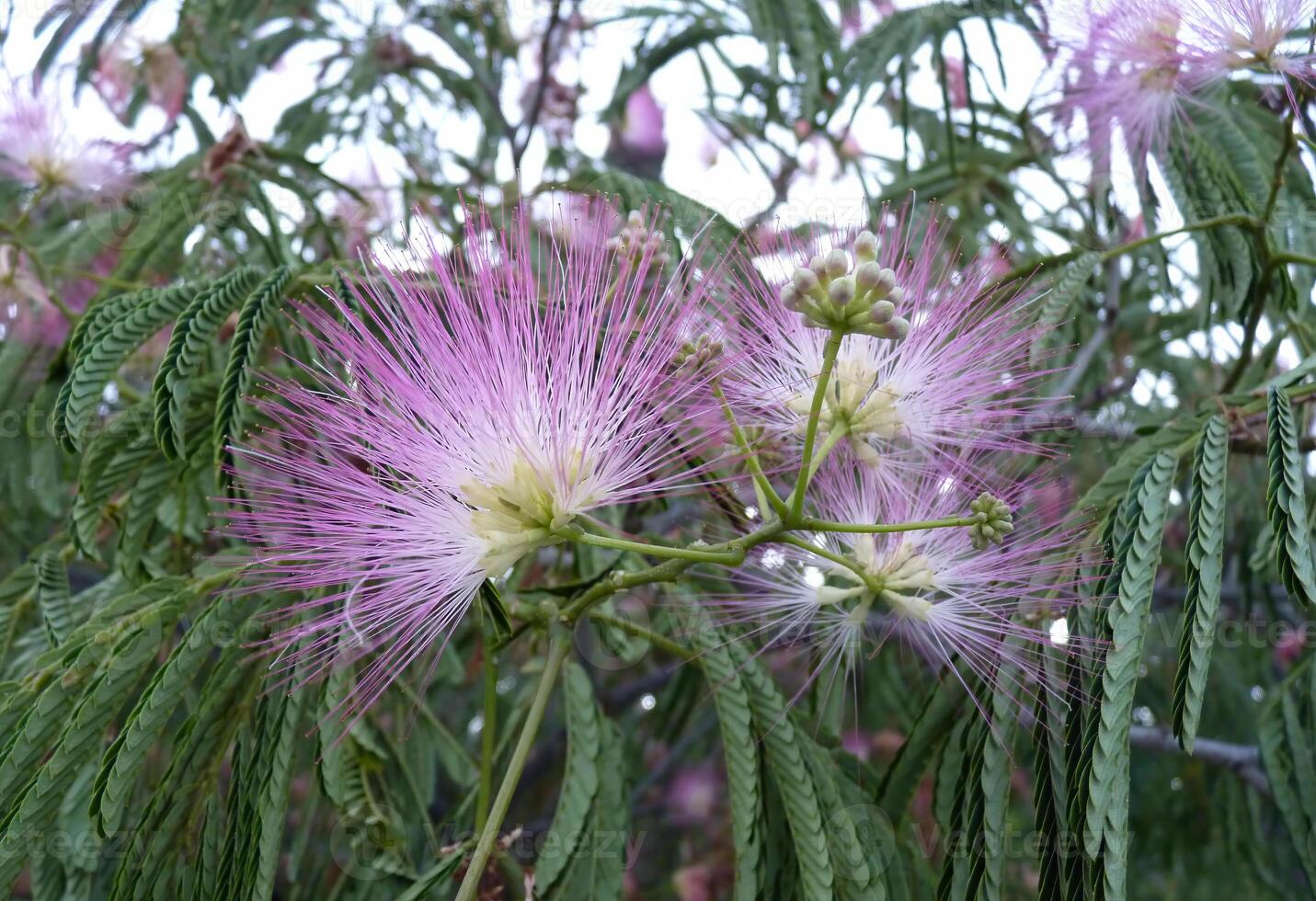 Close-up of a delicate pink flower in full bloom on a tree branch photo