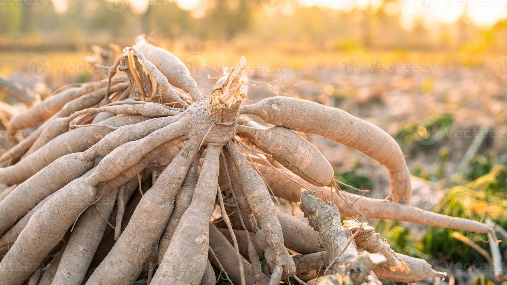 Cassava roots. Sustainable agriculture. Cassava root in tropical farming. Food production and sustainability. Cassava root, staple crop vital for food security, smallholder livelihoods. Tapioca tubers photo