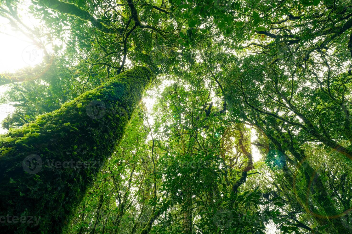 Looking up view of tree trunk to green leaves of tree in forest with sun light. Fresh environment in green woods. Forest tree on sunny day. Natural carbon capture. Sustainable conservation and ecology photo