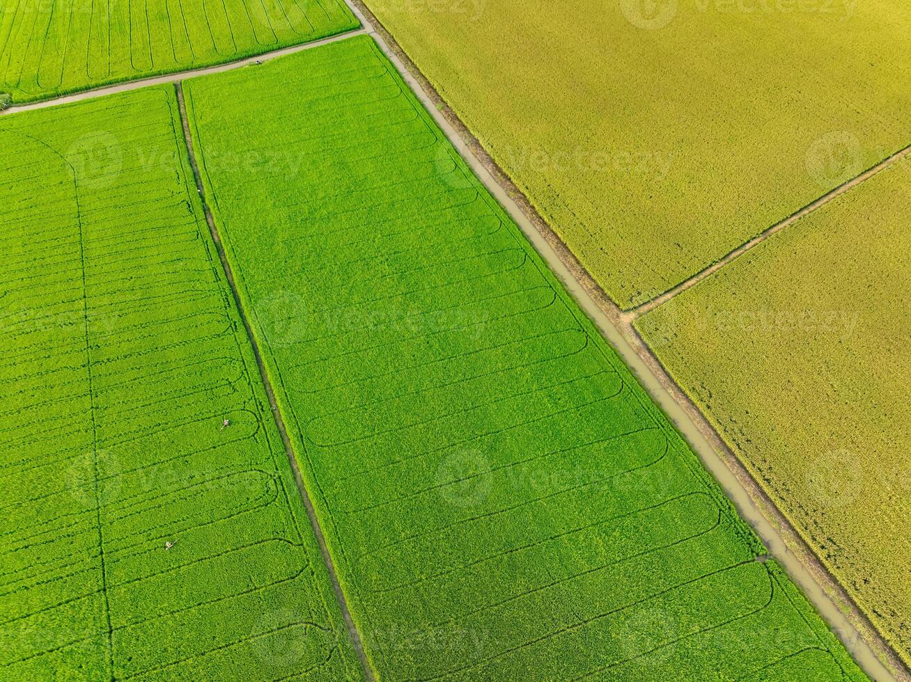 Aerial view of green and yellow rice fields. Sustainable agriculture with carbon neutrality and natural patterns. Sustainable rice farming. Sustainable agriculture and carbon-neutral farming. photo