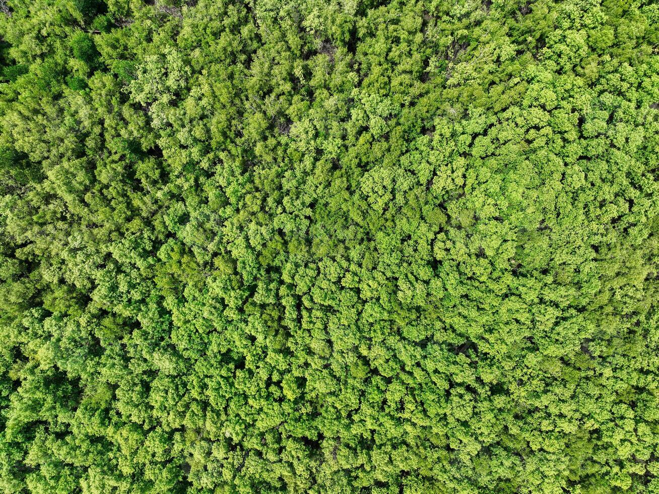 Aerial top view of mangrove forest. Drone view of dense green mangrove trees captures CO2. Green trees background for carbon neutrality and net zero emissions concept. Sustainable green environment. photo