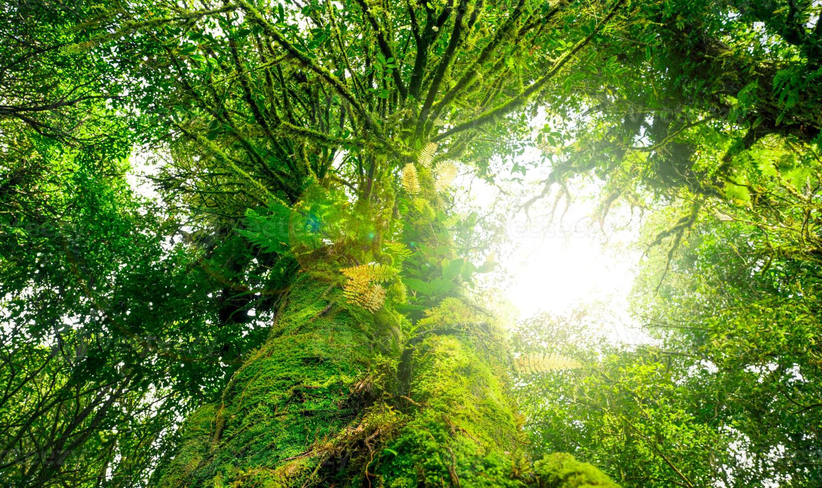Looking up view of tree trunk to green leaves of tree in forest with sun light. Fresh environment in green woods. Forest tree on sunny day. Natural carbon capture. Sustainable conservation and ecology photo