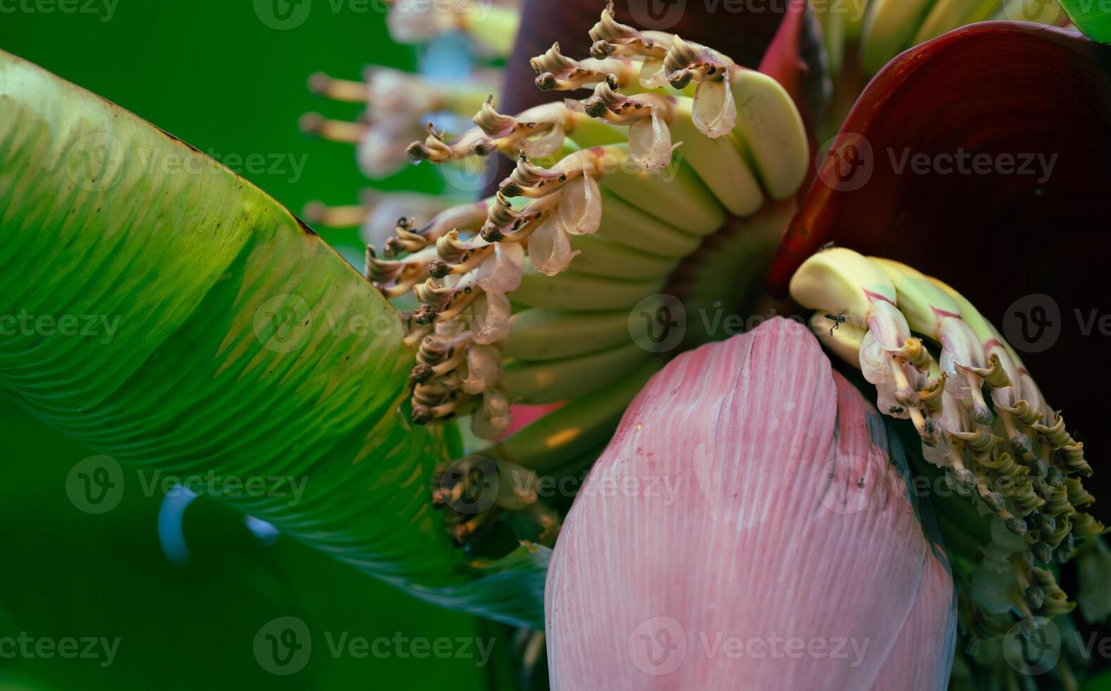 Banana blossom. Plant-based raw material for vegan fish and meat alternatives. Banana heart. Purple-skinned banana flower. Sustainable source for plant-based meat alternatives in vegan cuisine. photo