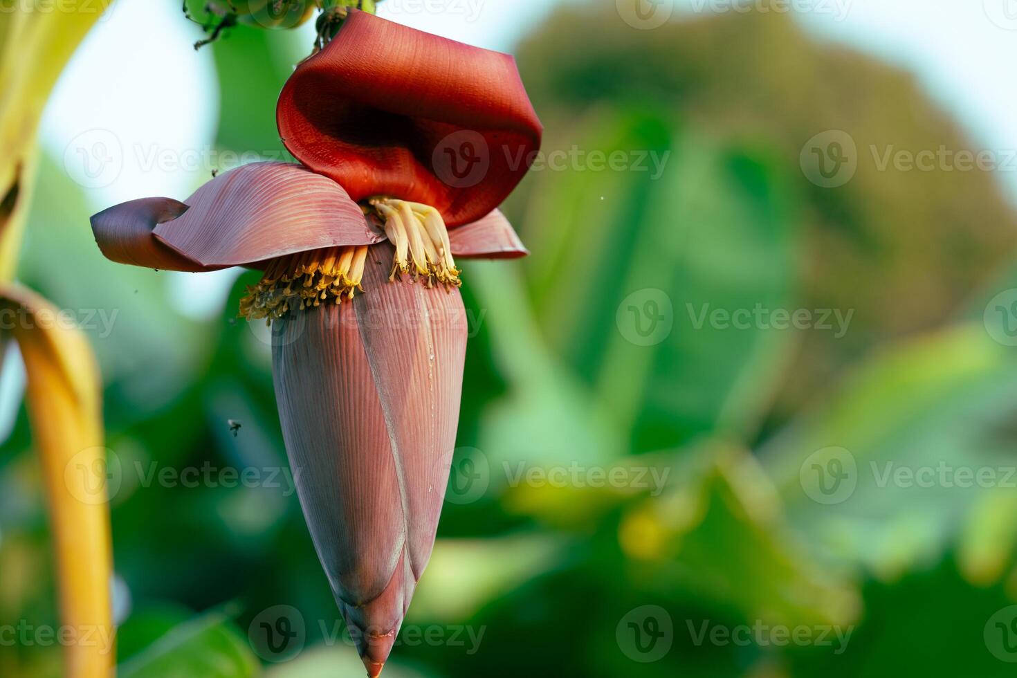 Banana blossom. Plant-based raw material for vegan fish and meat alternatives. Banana heart. Purple-skinned banana flower. Sustainable source for plant-based meat alternatives in vegan cuisine. photo