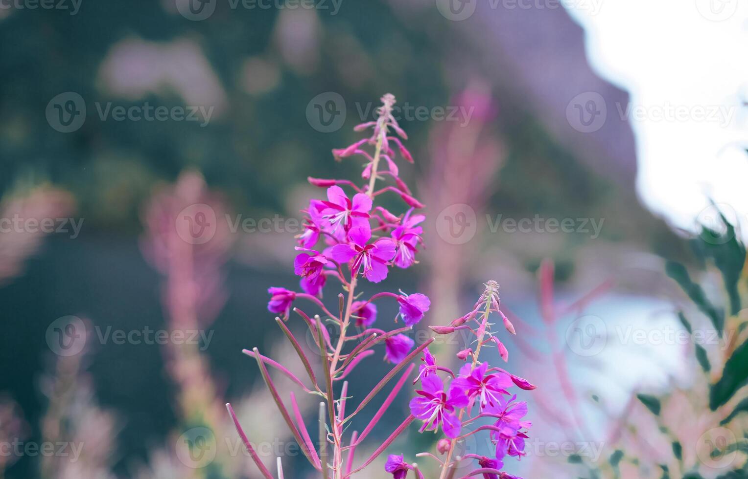 A close up of purple flowers with the lake and mountains on background photo