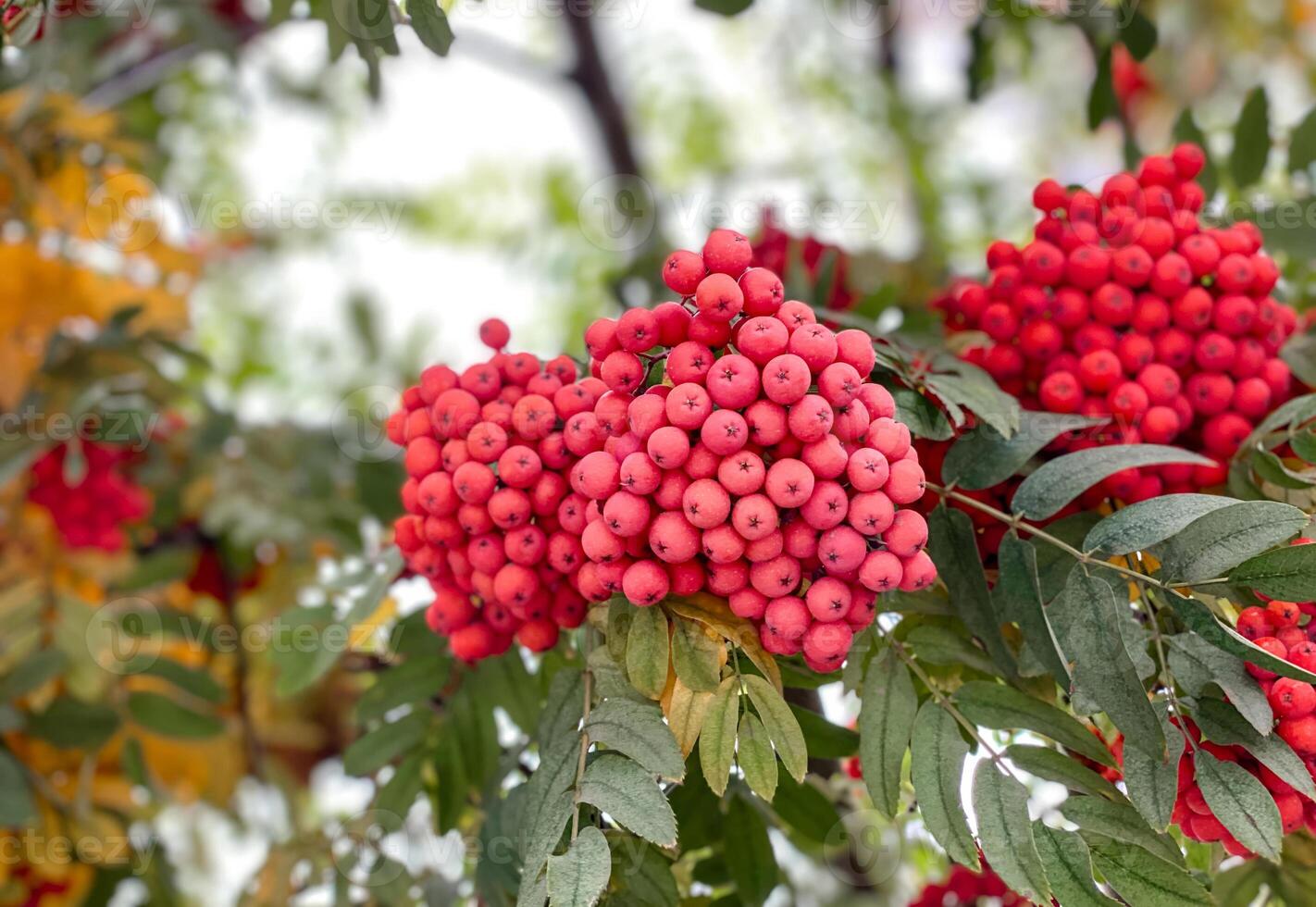 A bunch of red rowan berries on a tree photo