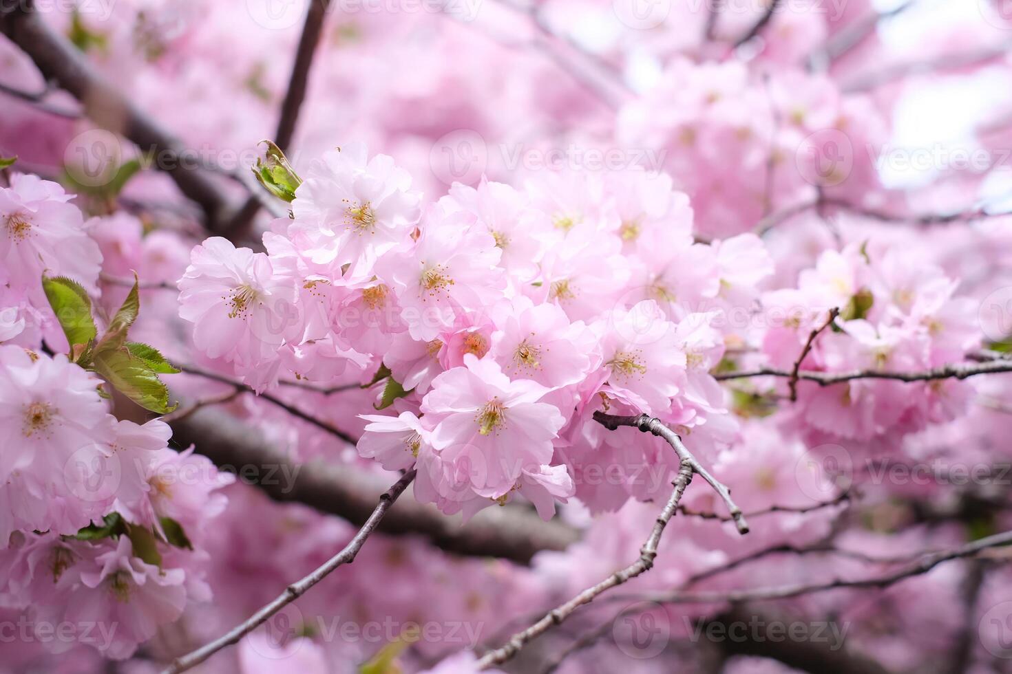 Close-up of a sakura tree branch on a clear sunny day photo