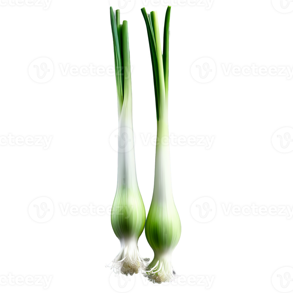 Spring onions white and green long and slender with slightly curved shape tightly packed in png