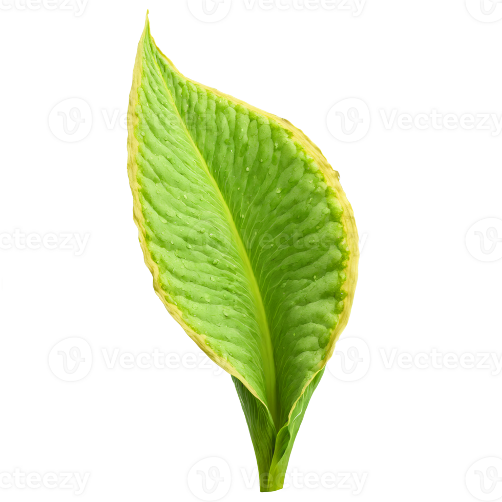 Skunk Cabbage Leaf large green leaf with a slightly wavy edge and a smooth texture png