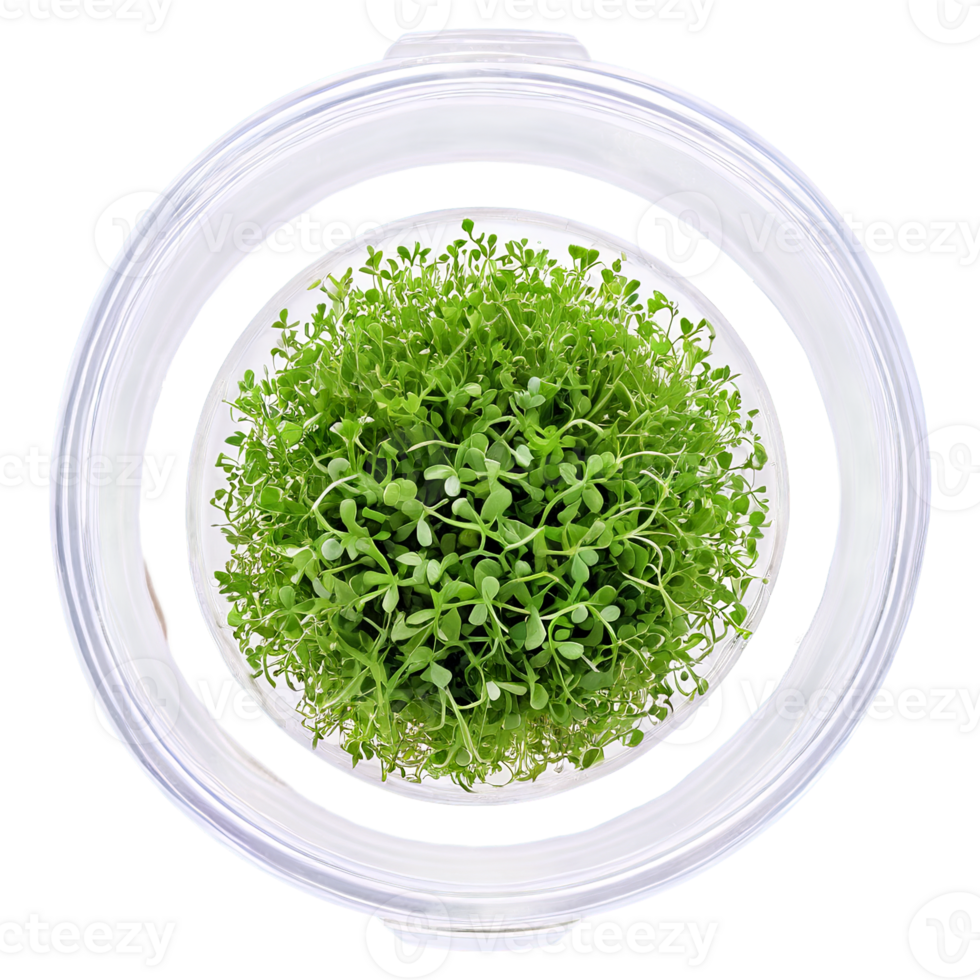 Fenugreek microgreens in a clear, round glass container, shot from slightly above The final image shoul png