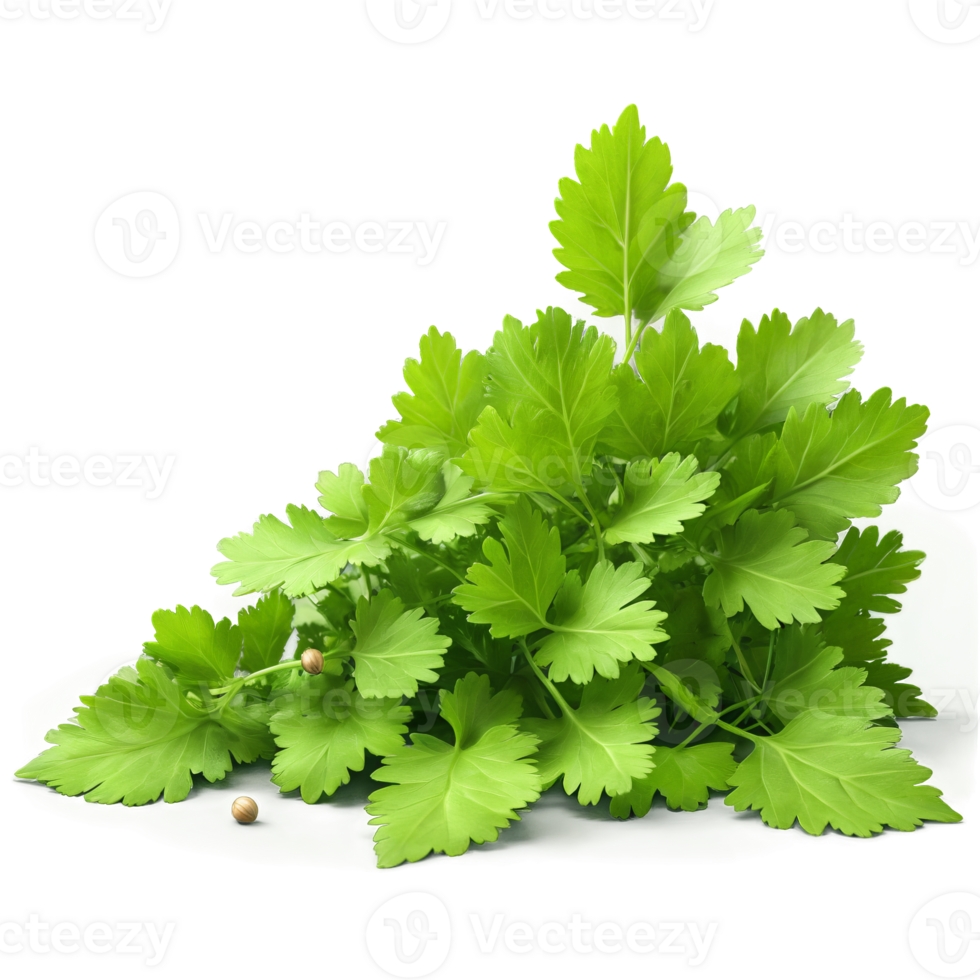 Coriander fresh coriander leaves and seeds arranged in a triangular shape with some leaves falling png