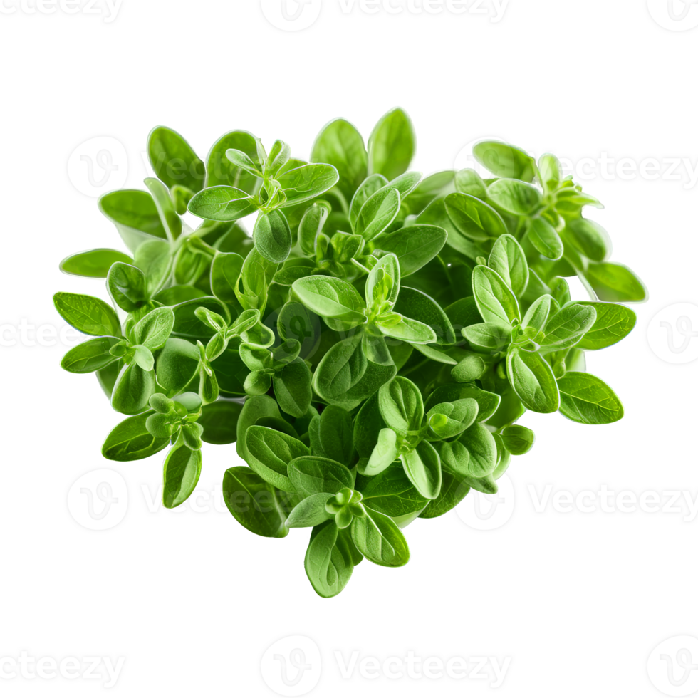 Marjoram light green fine leaves soft heart shape with delicate shadows Spices food and culinary png
