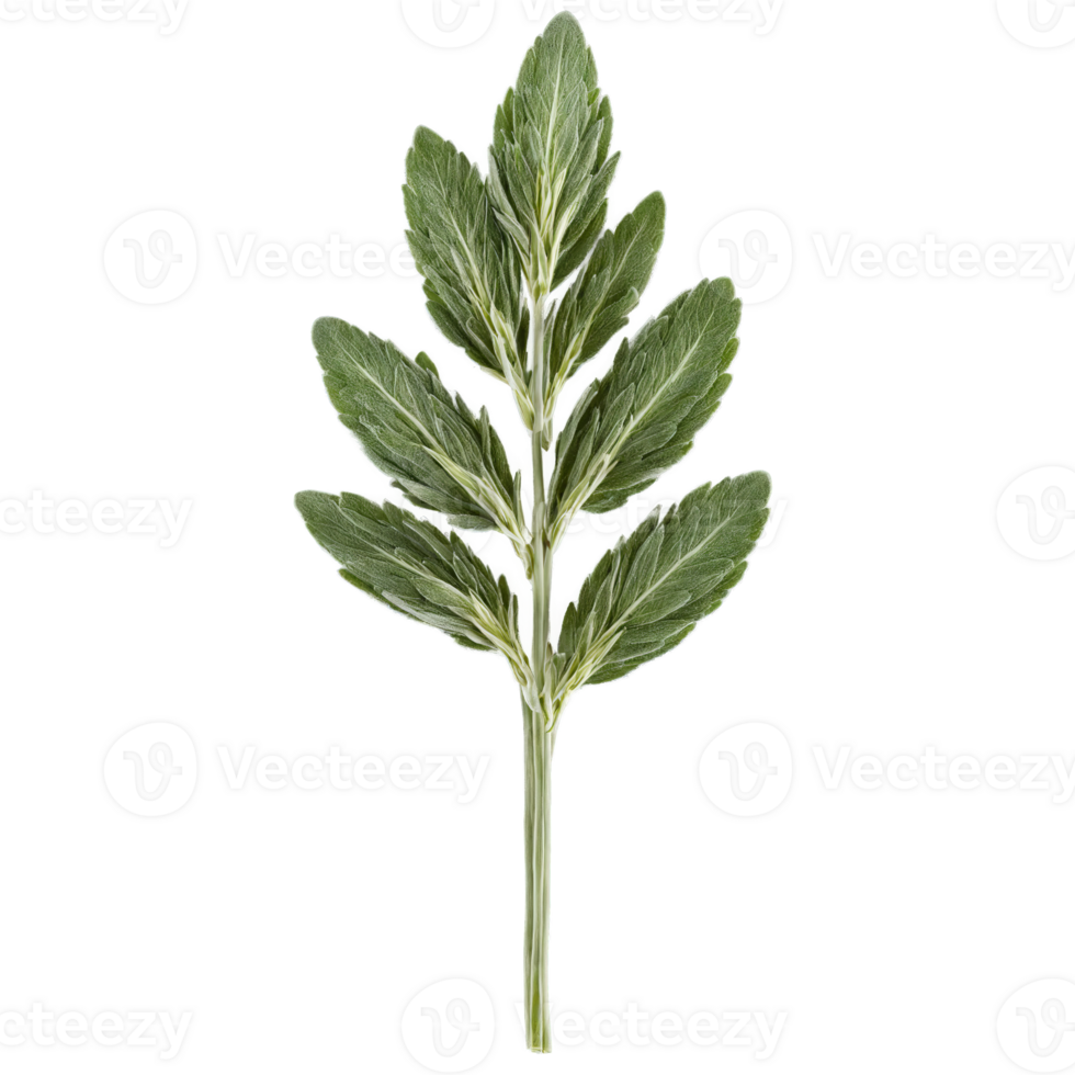 Sage with fuzzy leaves and stems in scattered composition Food and culinary concept png