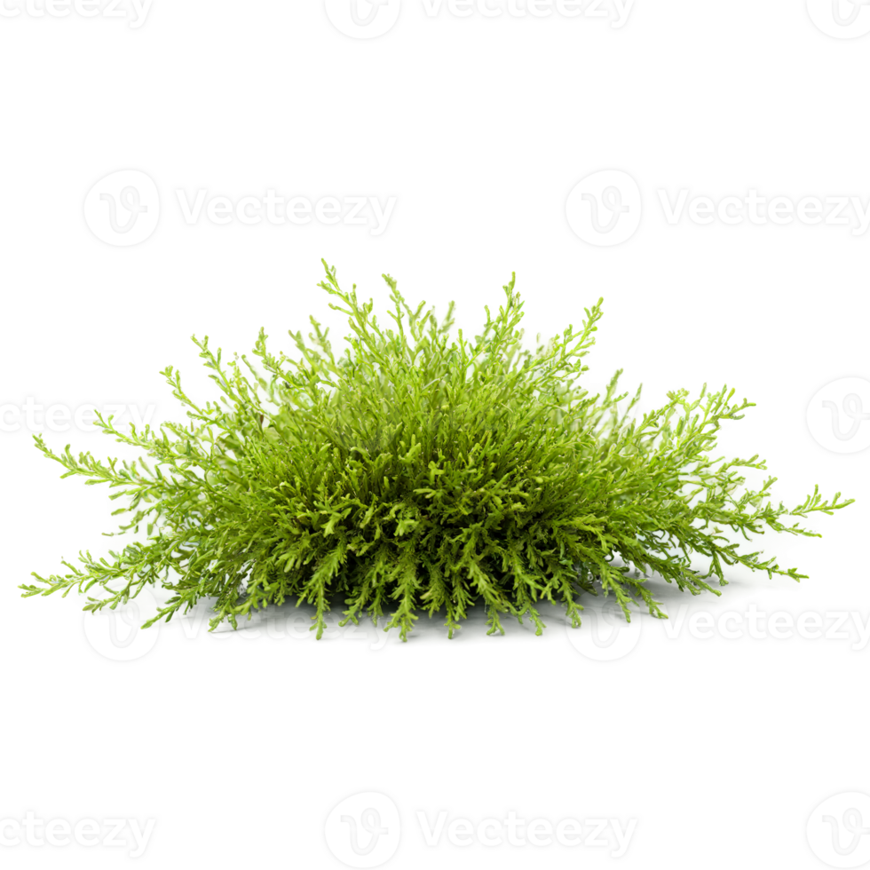 Moss Leaf small green delicate leaf with a slightly wavy texture forming a dense mat png