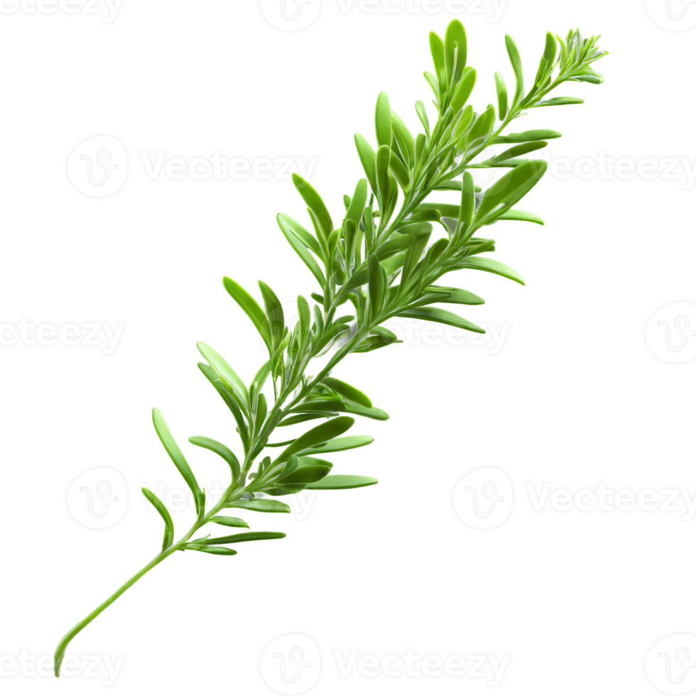 Rosemary microgreens Salvia rosmarinus needle like green leaves fragrant and fresh gracefully scattered Microgreen super png