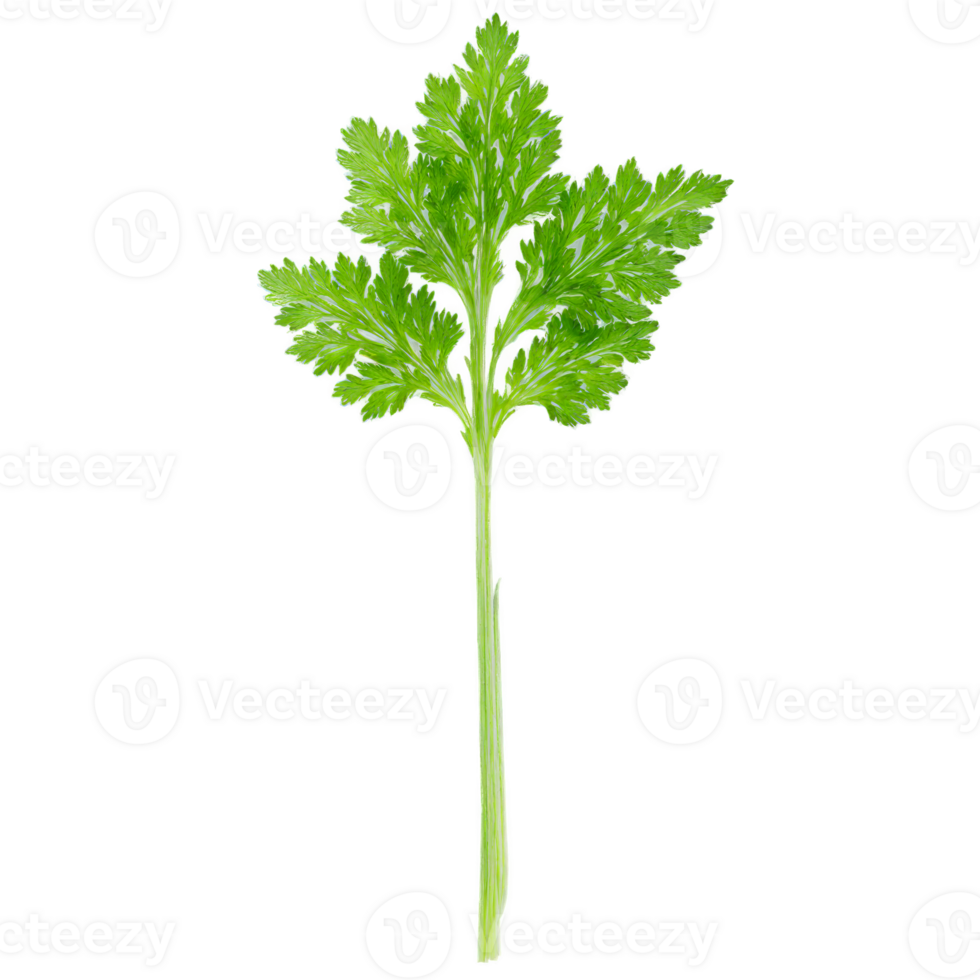 Fresh chervil leaves delicate green color feathery texture slender stems Food and culinary concept png