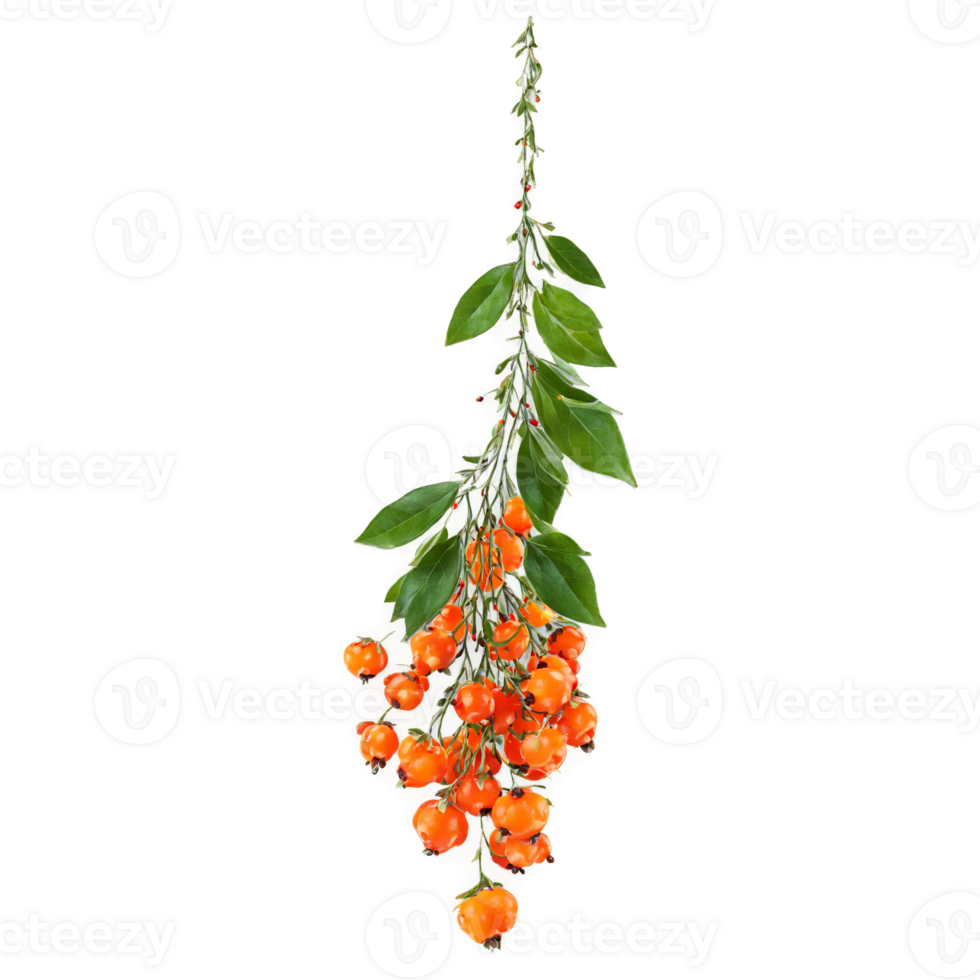Wolfberry with orange berries and green leaves suspended in air Food and culinary concept png