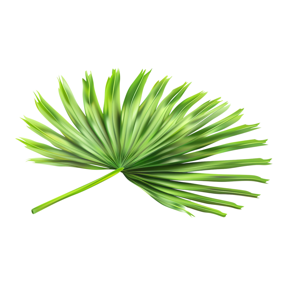 natural green palm tree leaf isolated on Transparent background png