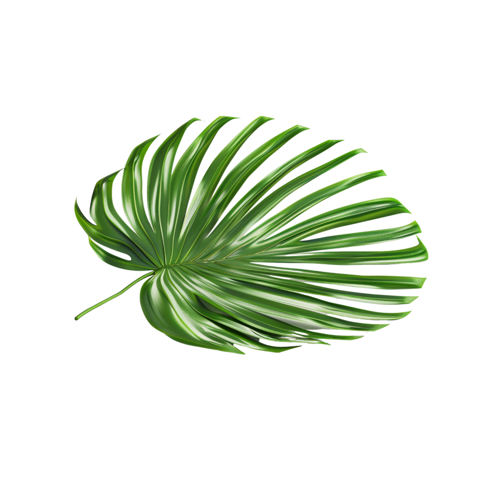 natural green palm tree leaf isolated on Transparent background png