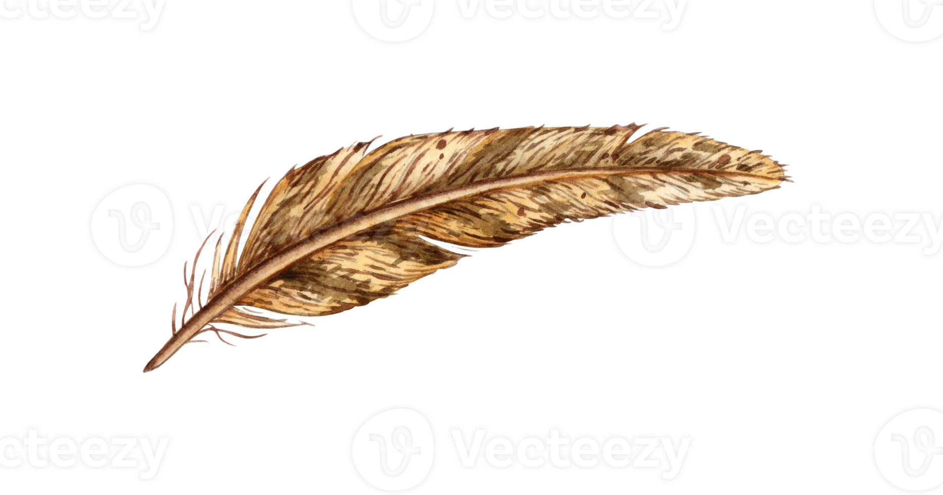 Bird feather brown watercolor illustration. Natural soft duck fluff isolated from background. For the design of books, cards, calendars, stationery, dishes, clothing, social networks png