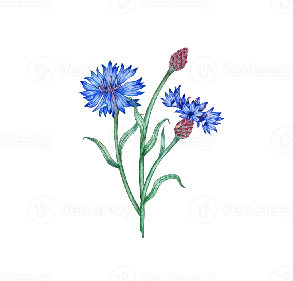Cornflowers three blue flowers bouquet watercolor illustration. Botanical composition element isolated from background. Suitable for cosmetics, aromatherapy, medicine, treatment, care, design, png