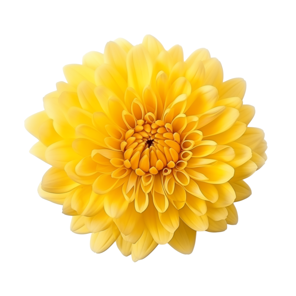 Yellow chrysanthemum flower isolated on transparent background png