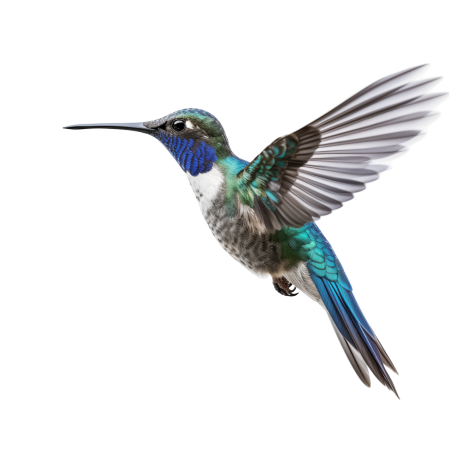 Blue hummingbird isolated on transparent background png