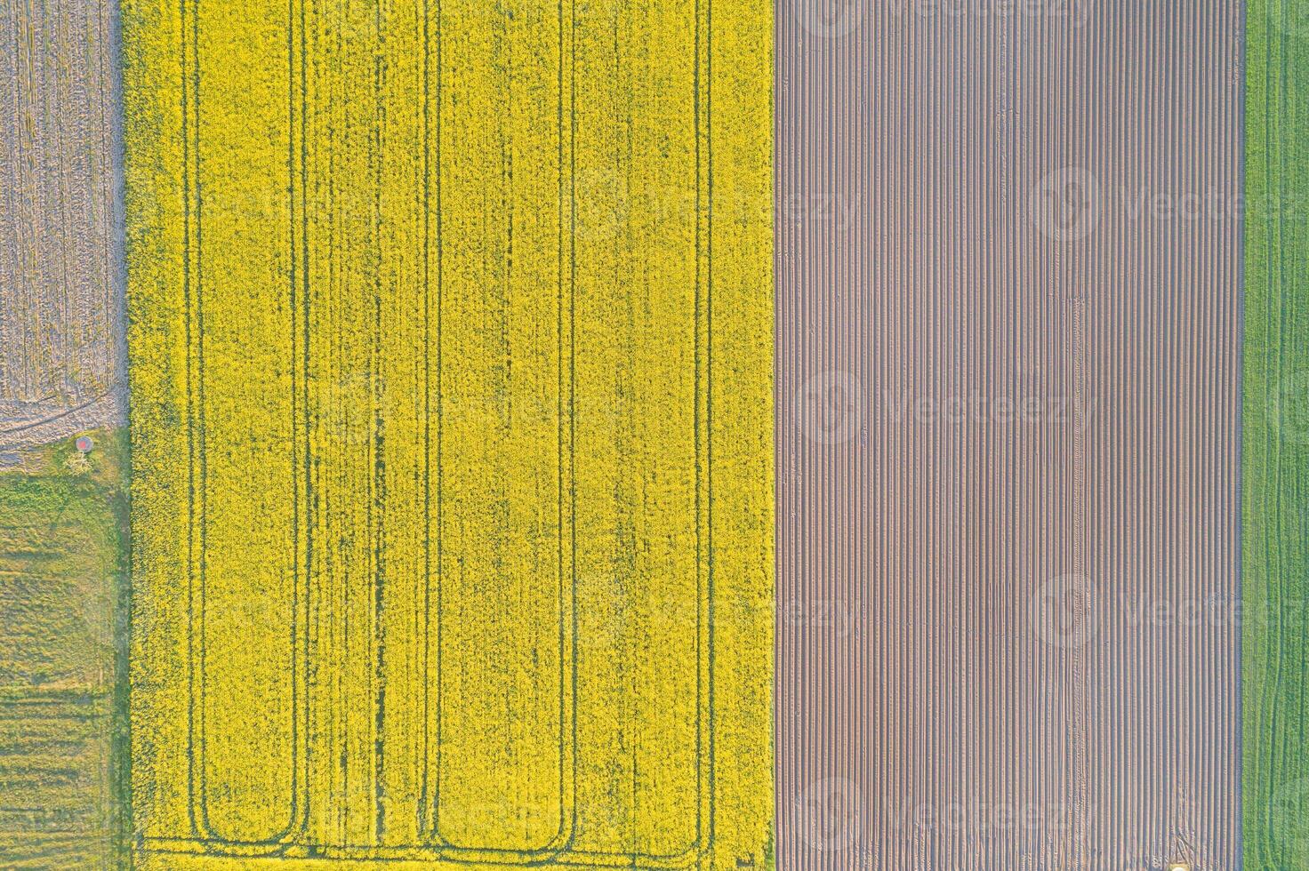 overhead drone aerial view of agricultural fields of rapeseed and wheat in springtime photo