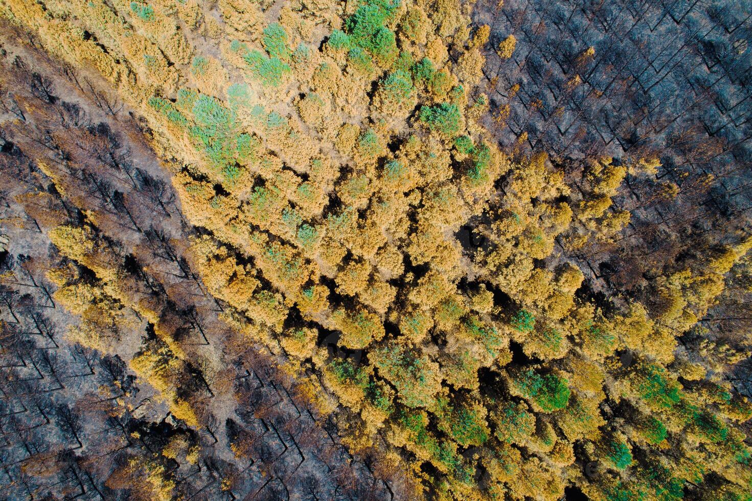 Top view of a dead forest after fire, aerial drone photo. Burnt pine trees after a forest fire, ecological disaster photo