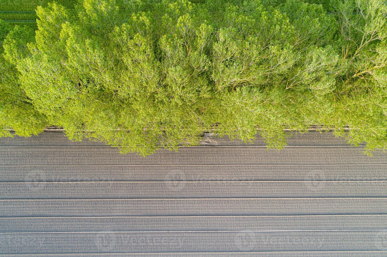 overhead aerial drone view of a plowed agricultural field with trees on the edge of the field photo