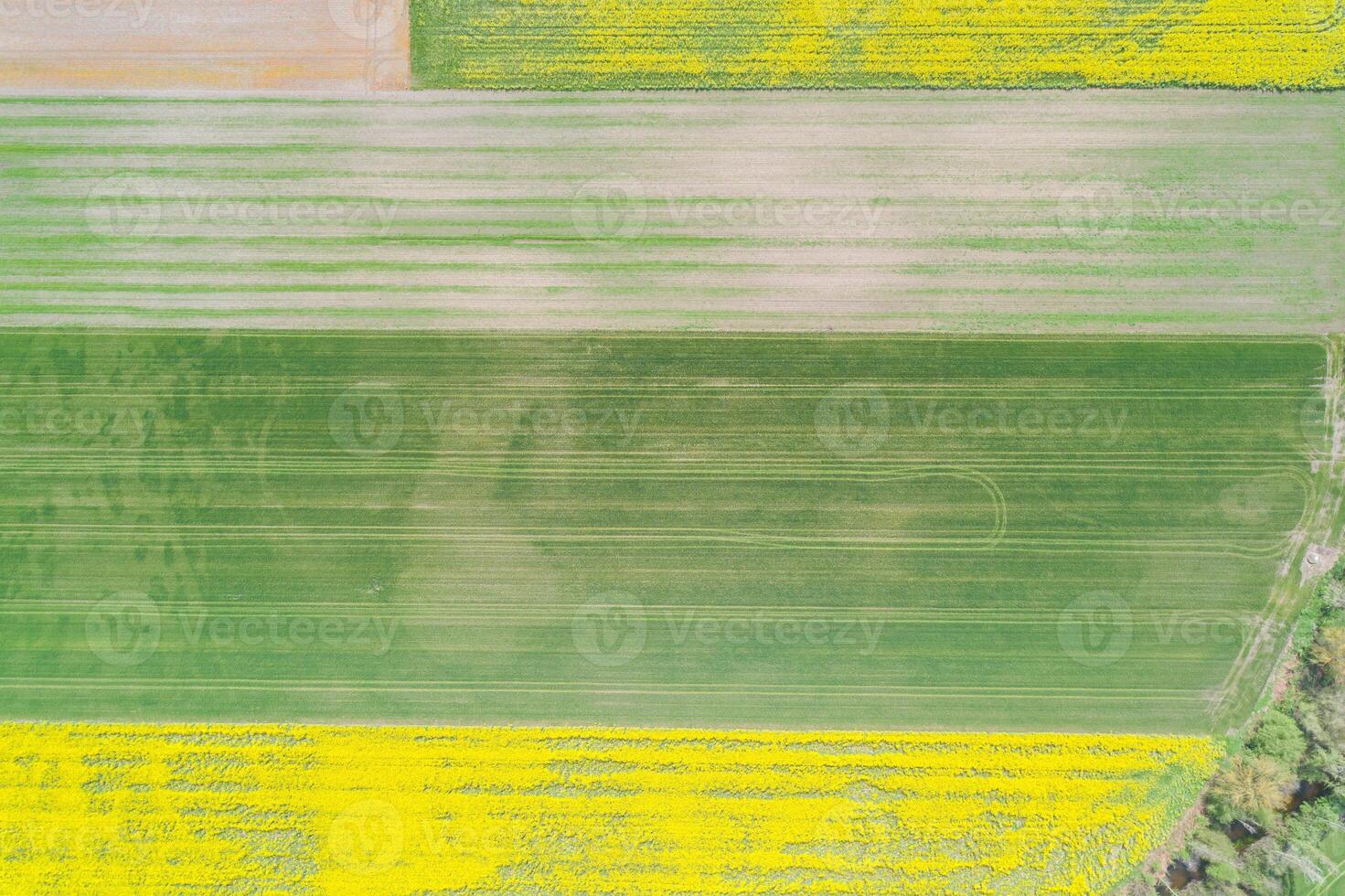 drone aerial view of agricultural fields cultivated with rapeseed and wheat in the springtime photo
