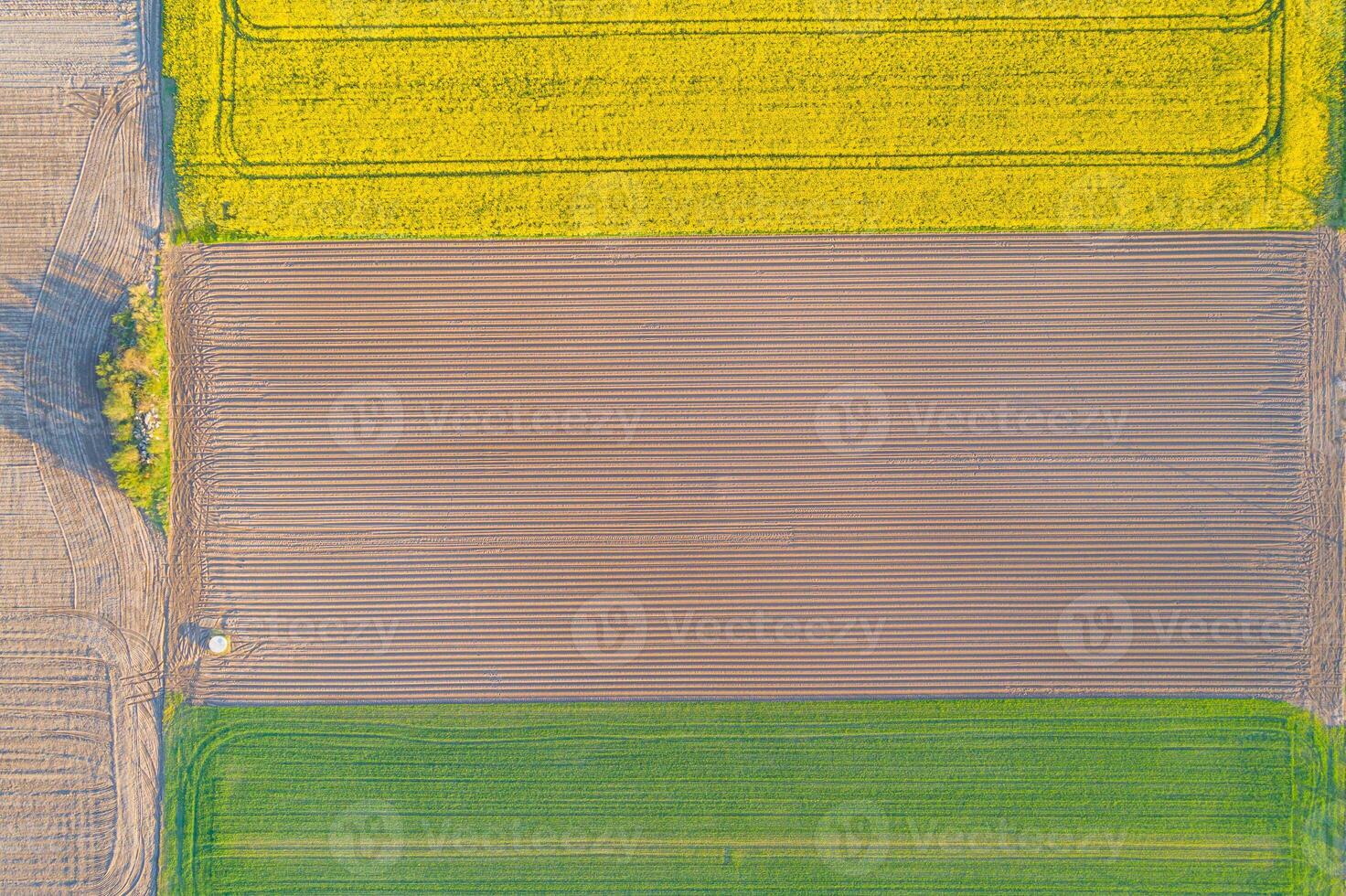 overhead drone aerial view of agricultural fields of canola and wheat in springtime photo