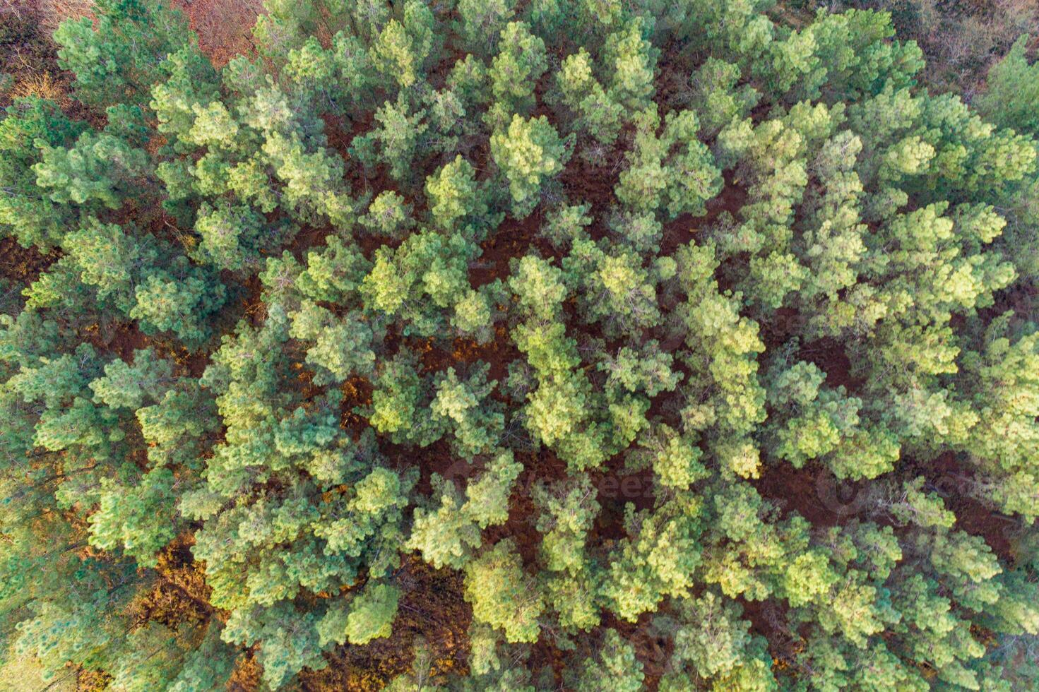aerial overhead view with drone of a pine tree forest photo