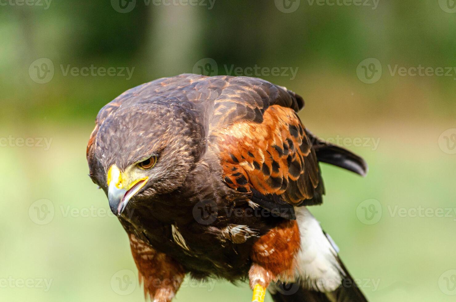 portrait of a harrris hawk, bird of prey concept. Parabuteo unicinctus photo