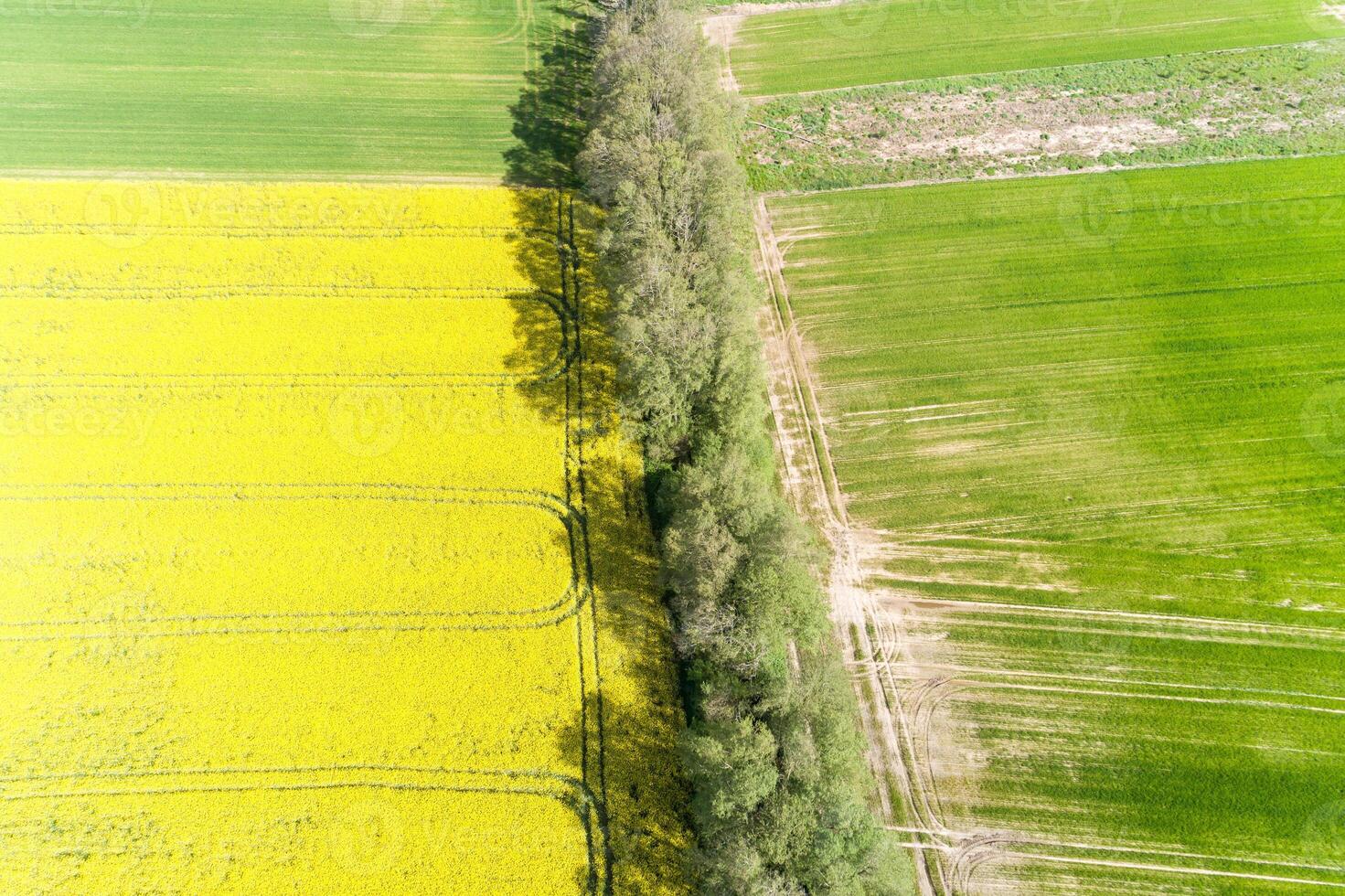 rapeseed and wheat fields on the banks of a small river, drone view photo