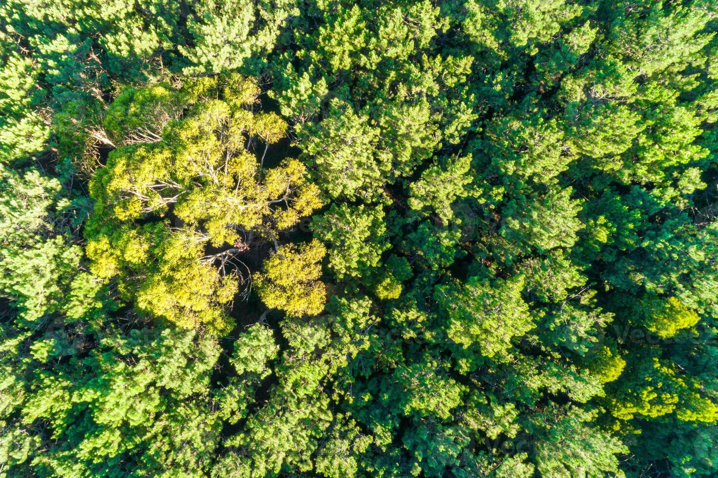 overhead drone top view of a dense forest in summertime photo