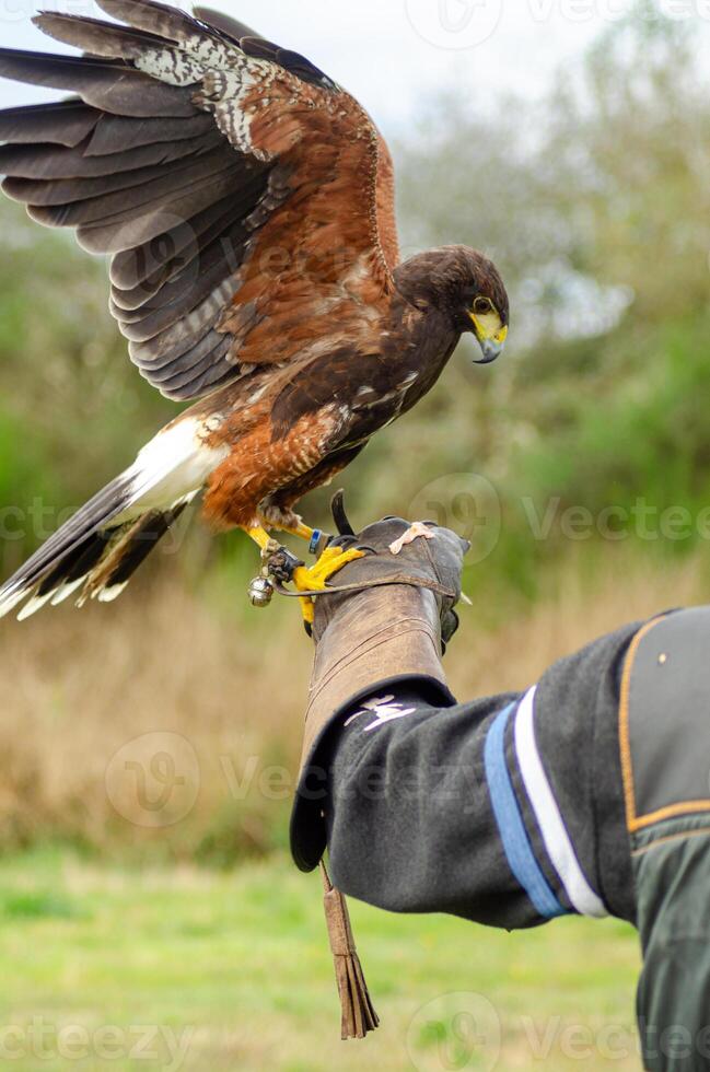 harris eagle with spread wings resting on the arm of her handler, falconry concept photo