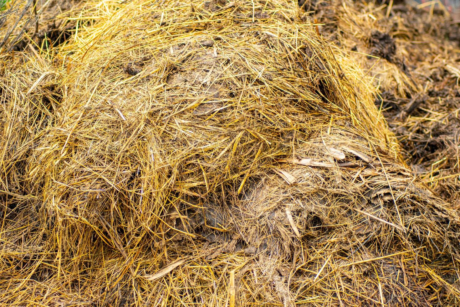 close-up view of a pile of cow manure to be used as fertilizer photo