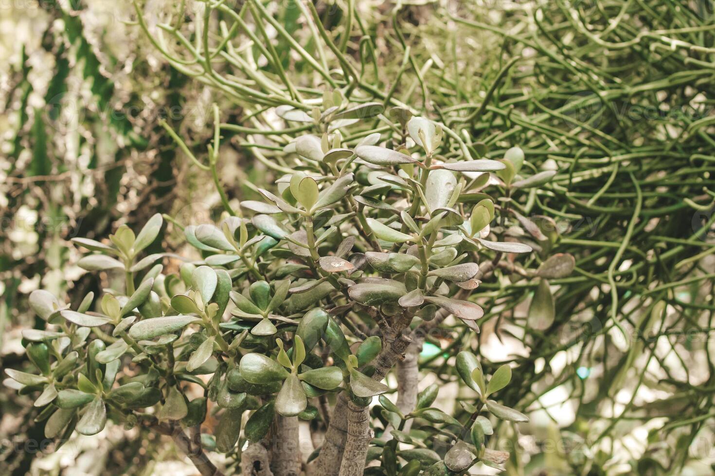 Crassula ovata plant in the desert close-up photo
