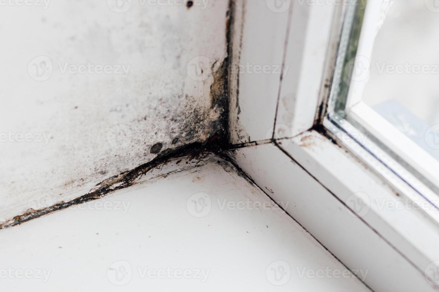 A blackened blooming fungus in the corner of the window. photo