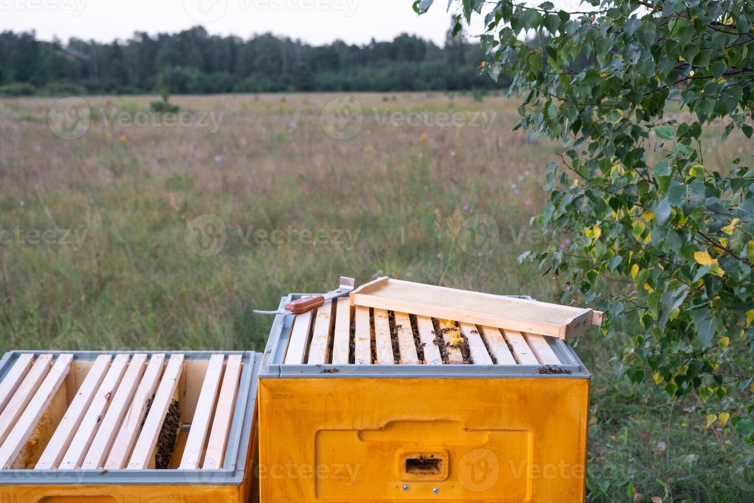 An open hive with frames and bees in rural areas, a bee fumigator, keeping bees in agricultures. Beekeeping, care of the hive photo