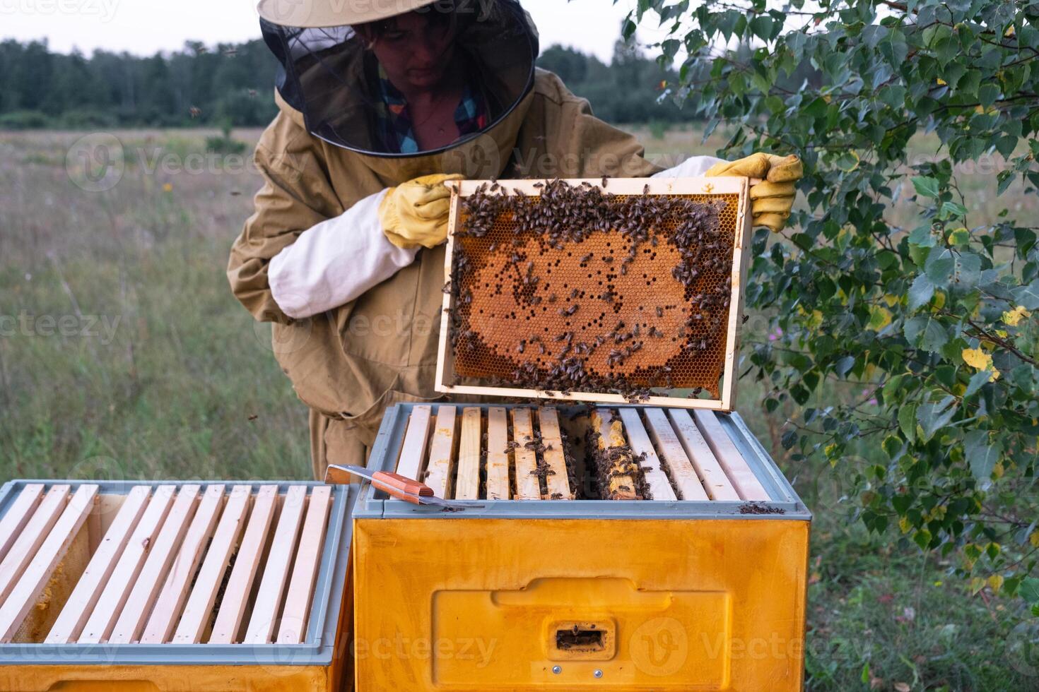 A beekeeper, a woman in a protective suit against bee stings, holds a frame with honey from a bee hive in her hands. Beekeeping, care of the hive photo