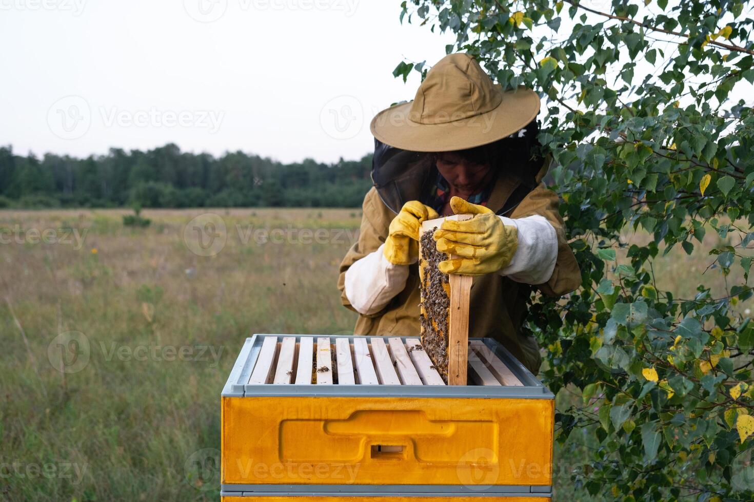A beekeeper, a woman in a protective suit against bee stings, holds a frame with honey from a bee hive in her hands. Beekeeping, care of the hive photo