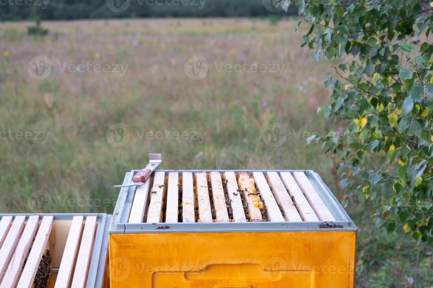 An open hive with frames and bees in rural areas, a bee fumigator, keeping bees in agricultures. Beekeeping, care of the hive photo