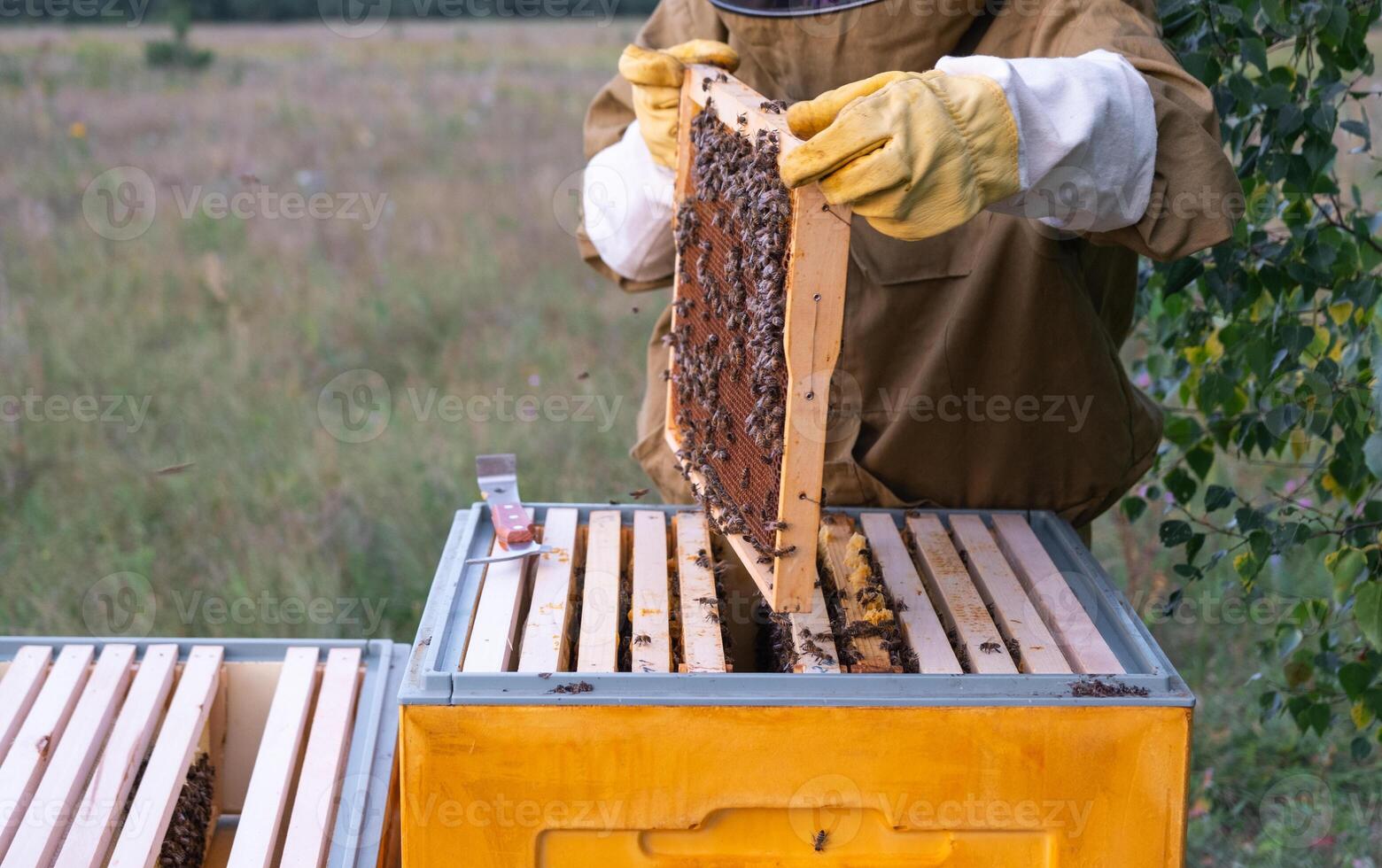 A beekeeper, a woman in a protective suit against bee stings, holds a frame with honey from a bee hive in her hands. Beekeeping, care of the hive photo
