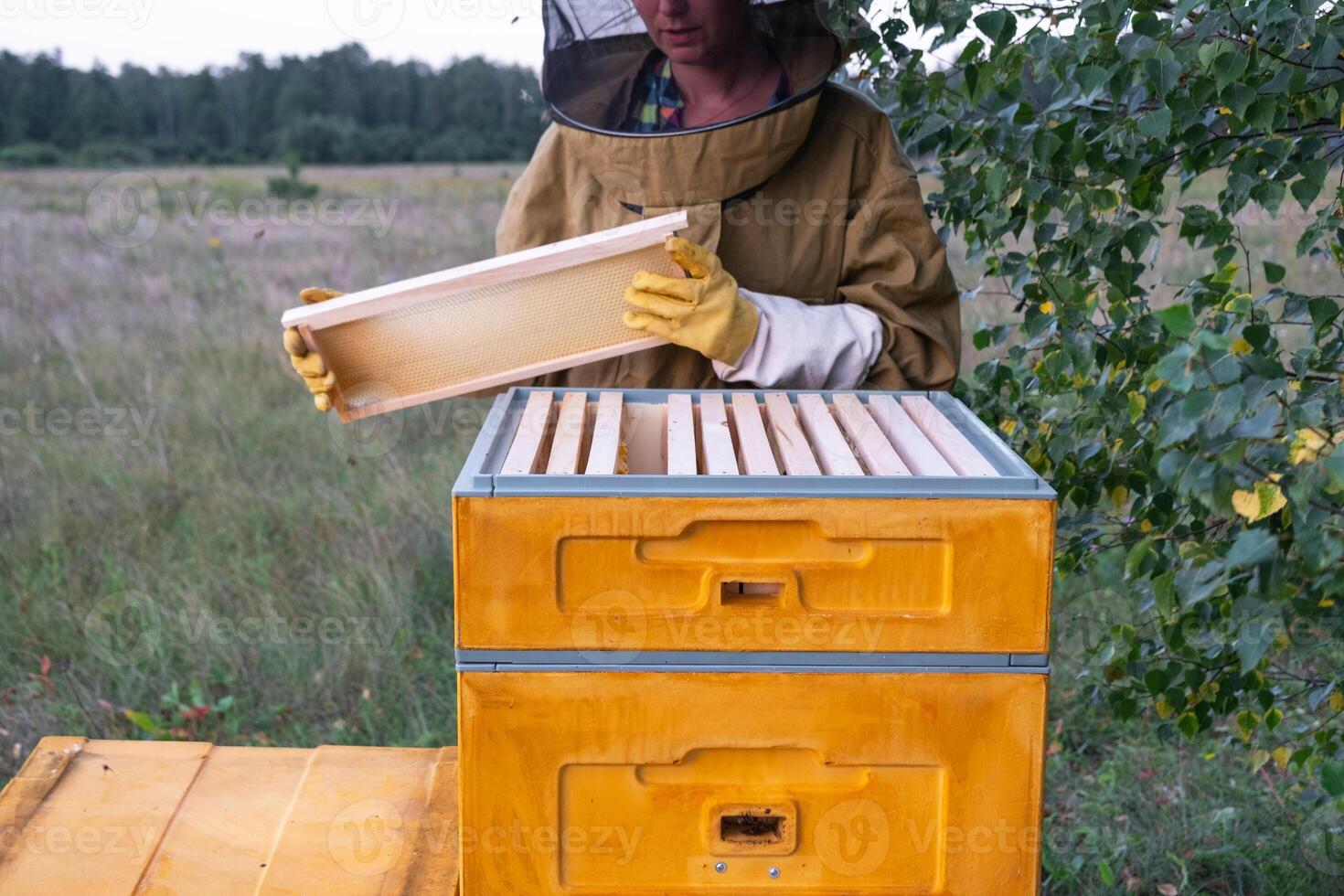 A beekeeper, a woman in a protective suit against bee stings, holds a empty frame with wax from a bee hive in her hands. Beekeeping, care of the hive, mock up photo